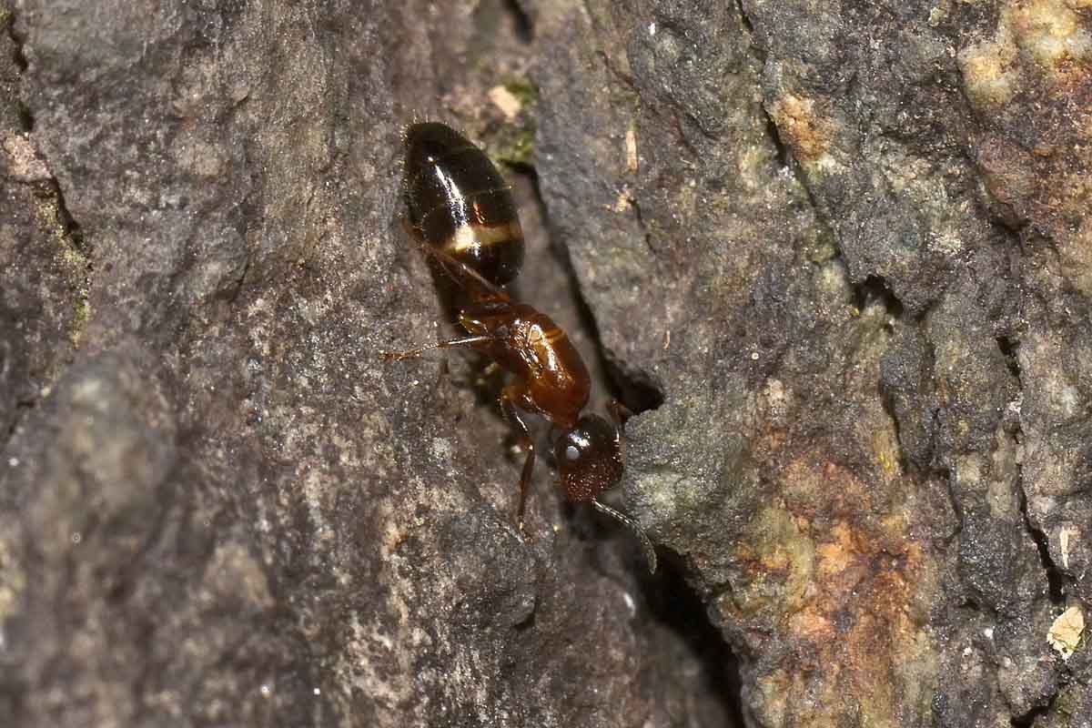Camponotus truncatus, femmina errabonda